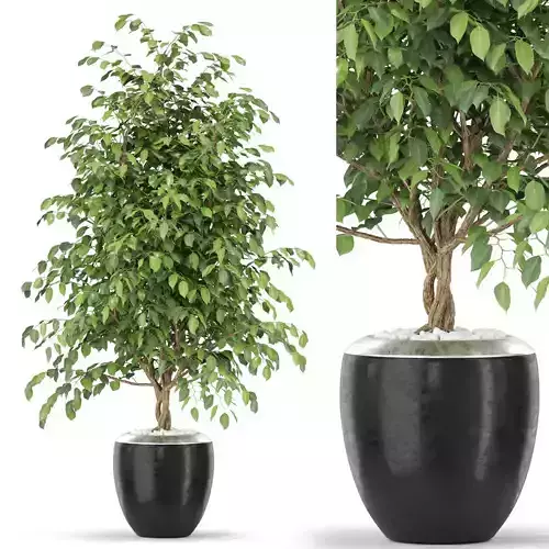 Plants collection 405