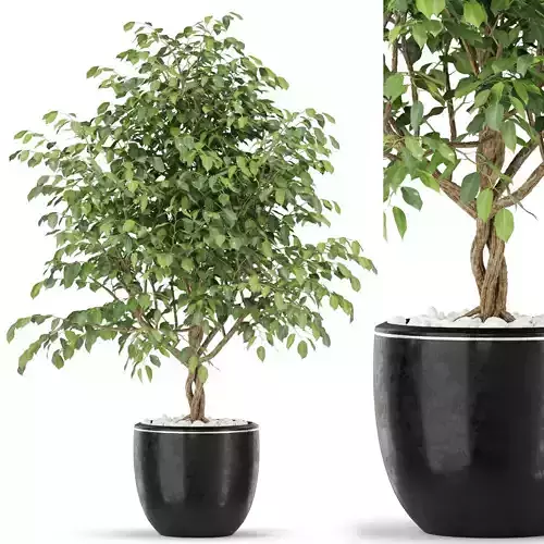 Plants collection 406 3D model