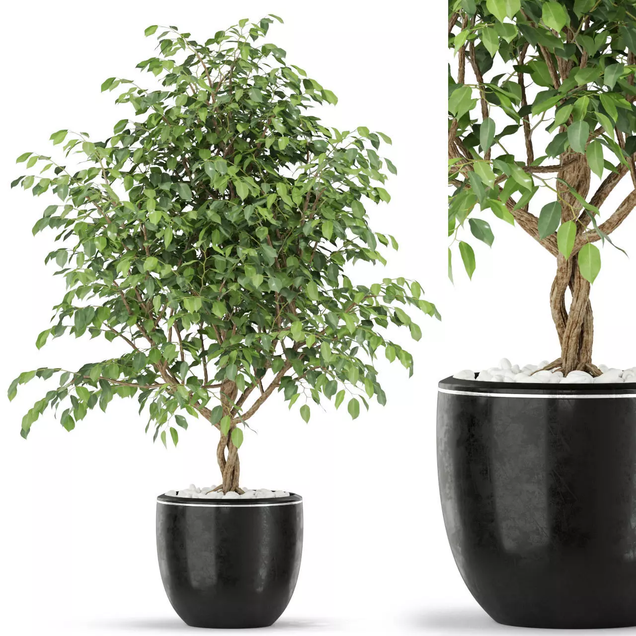 Plants collection 406 3D model_0