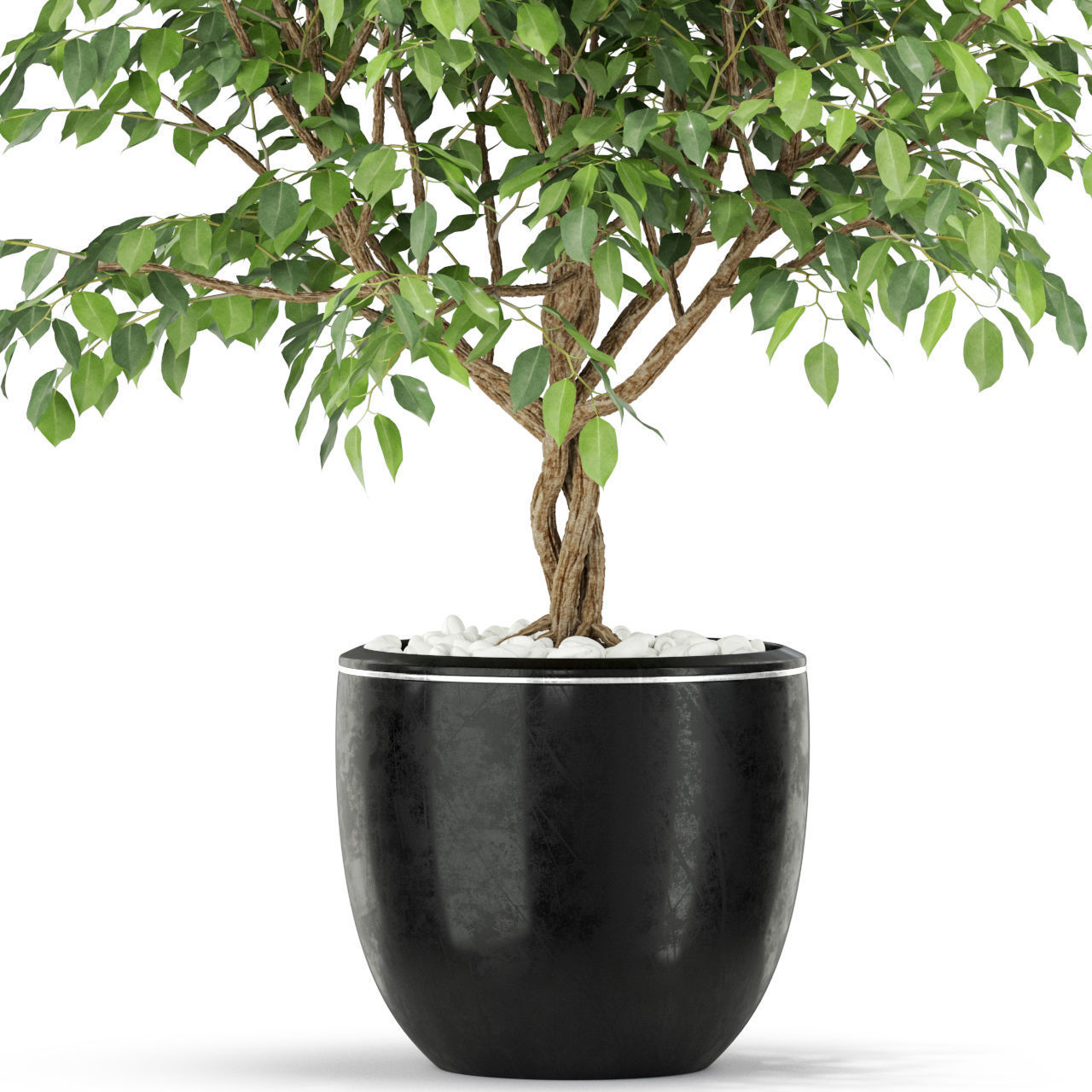 Plants collection 406 3D model_2