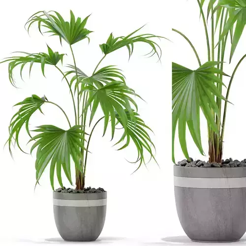 Plants collection 407