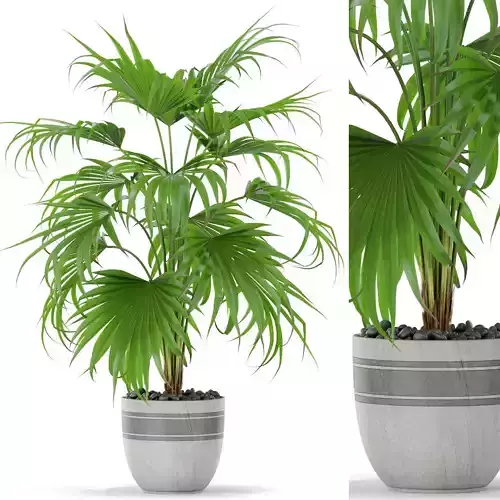 Plants collection 408