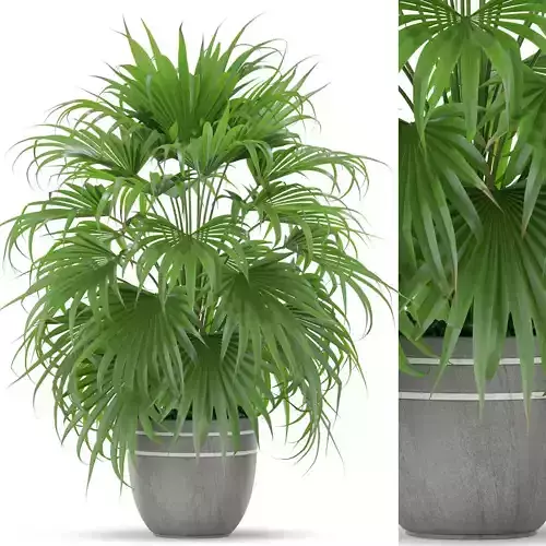 Plants collection 409