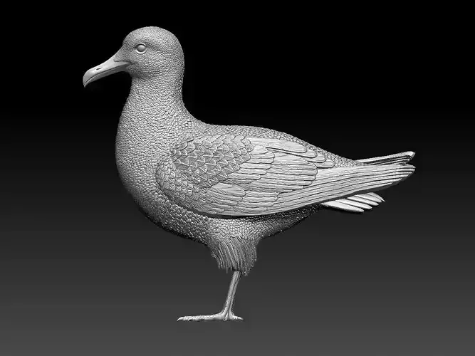 Seagull bird 3D print model