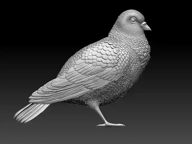 dove Pigeon 3D print model