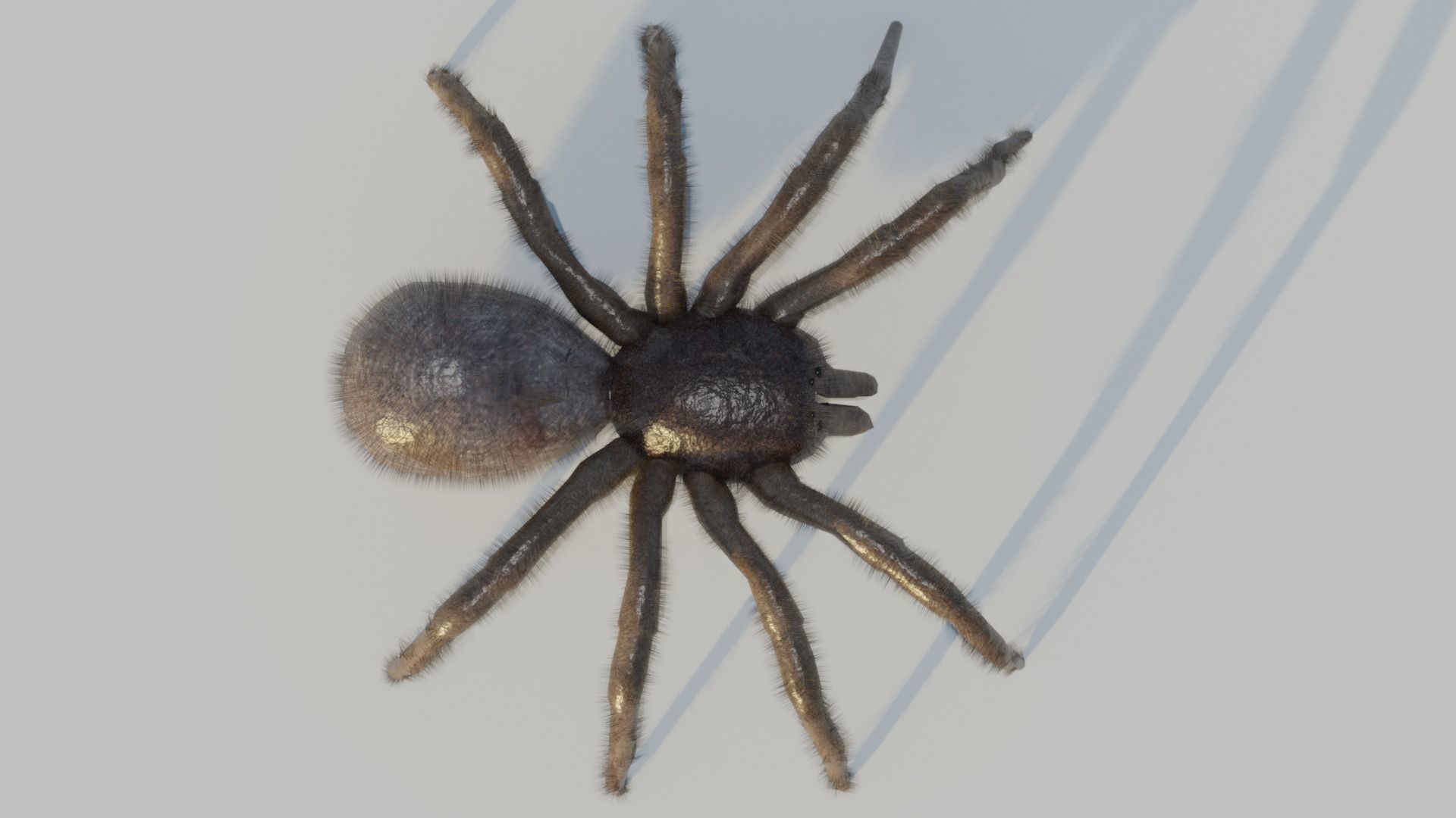 Low-Poly Spider RIGGED Free low-poly 3D model_1