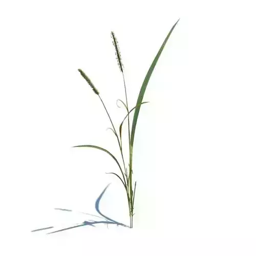 Grass water foxtail alopecurus geniculatus 037 am126