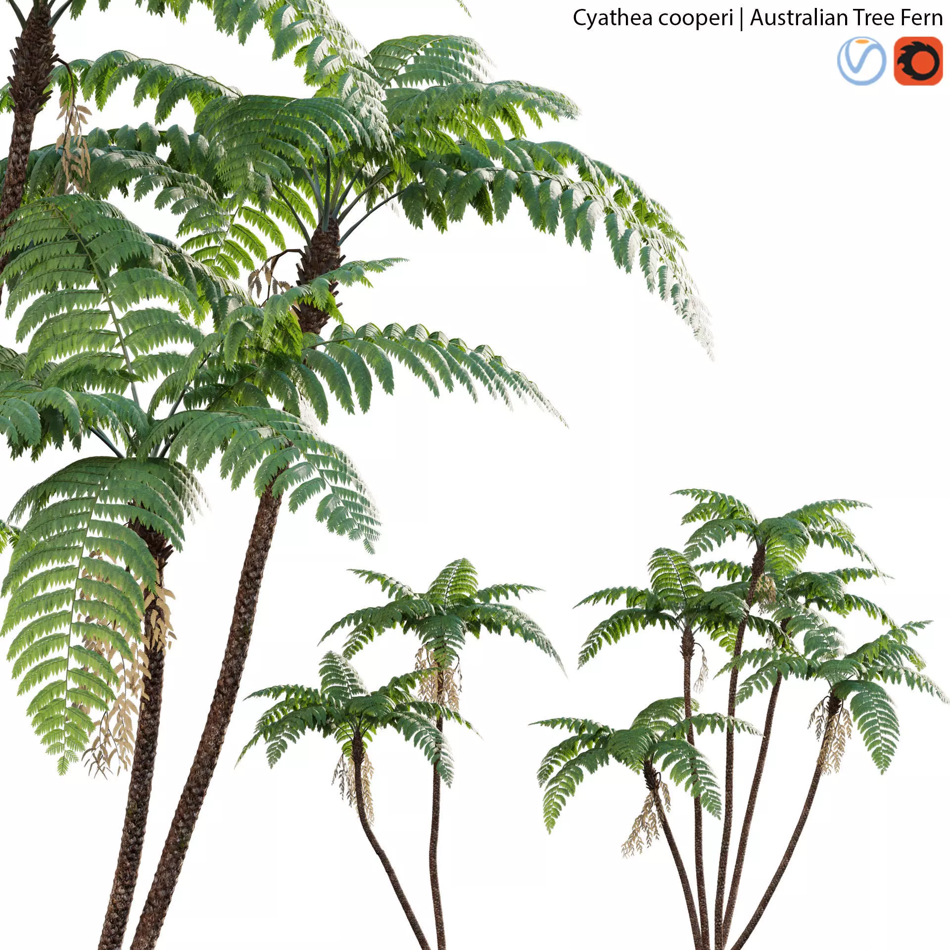 Cyathea cooperi - Australian Tree Fern - 01 3D model_0