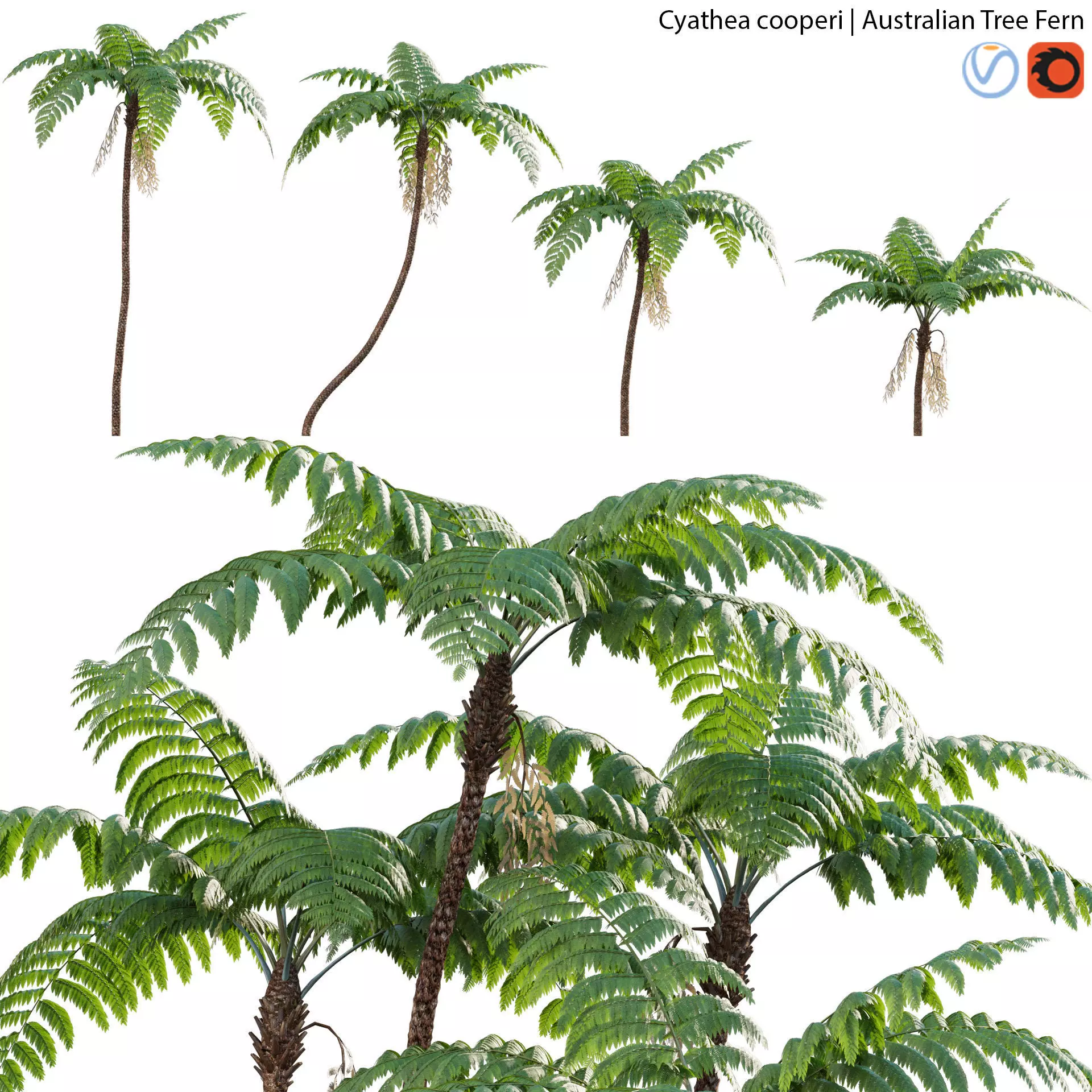 Cyathea cooperi - Australian Tree Fern - 02 3D model_0