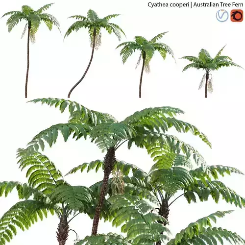 Cyathea cooperi - Australian Tree Fern - 02 3D model