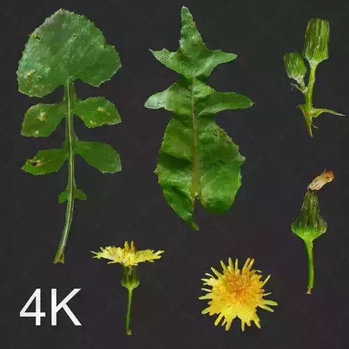 4K PBR Dandelion Photoscan atlas  Texture