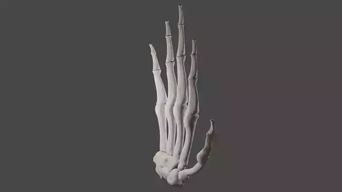Human Hand skeleton anatomy