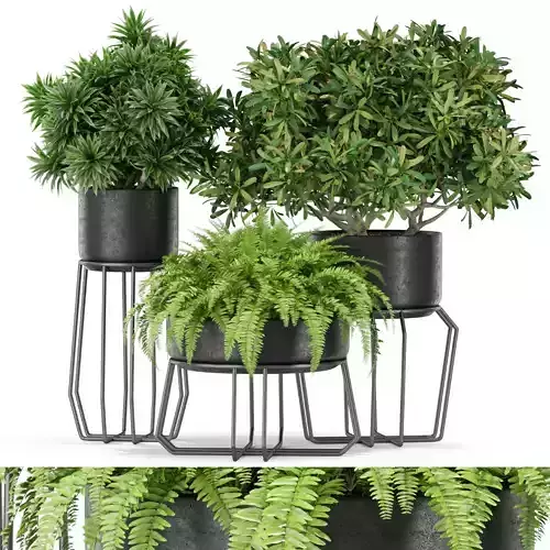 Plants collection 410