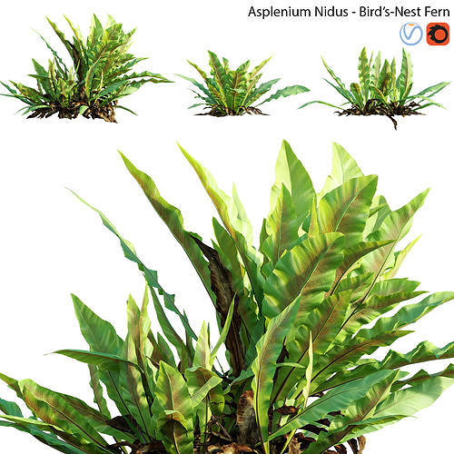 Asplenium nidus - Birds Nest Fern - 01 3D model