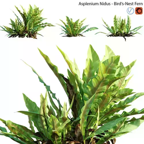 Asplenium nidus - Birds Nest Fern - 01