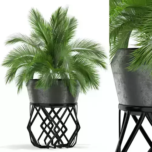 Plants collection 411