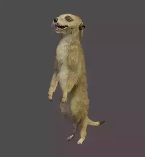 meerkat 3D model