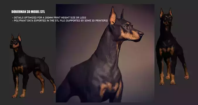 Doberman model STL
