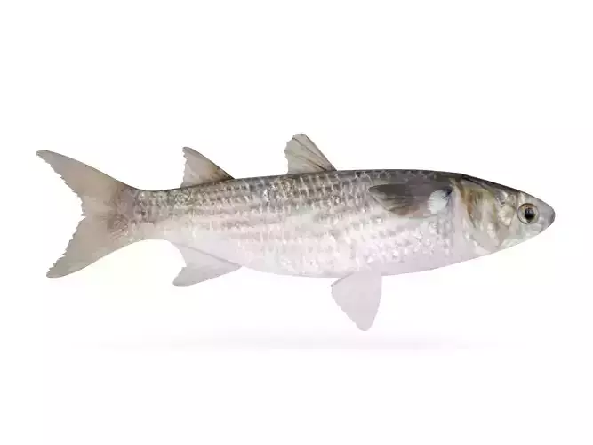 Fish Mullet 3D model