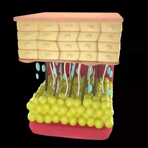 skin grows old animated 3D model