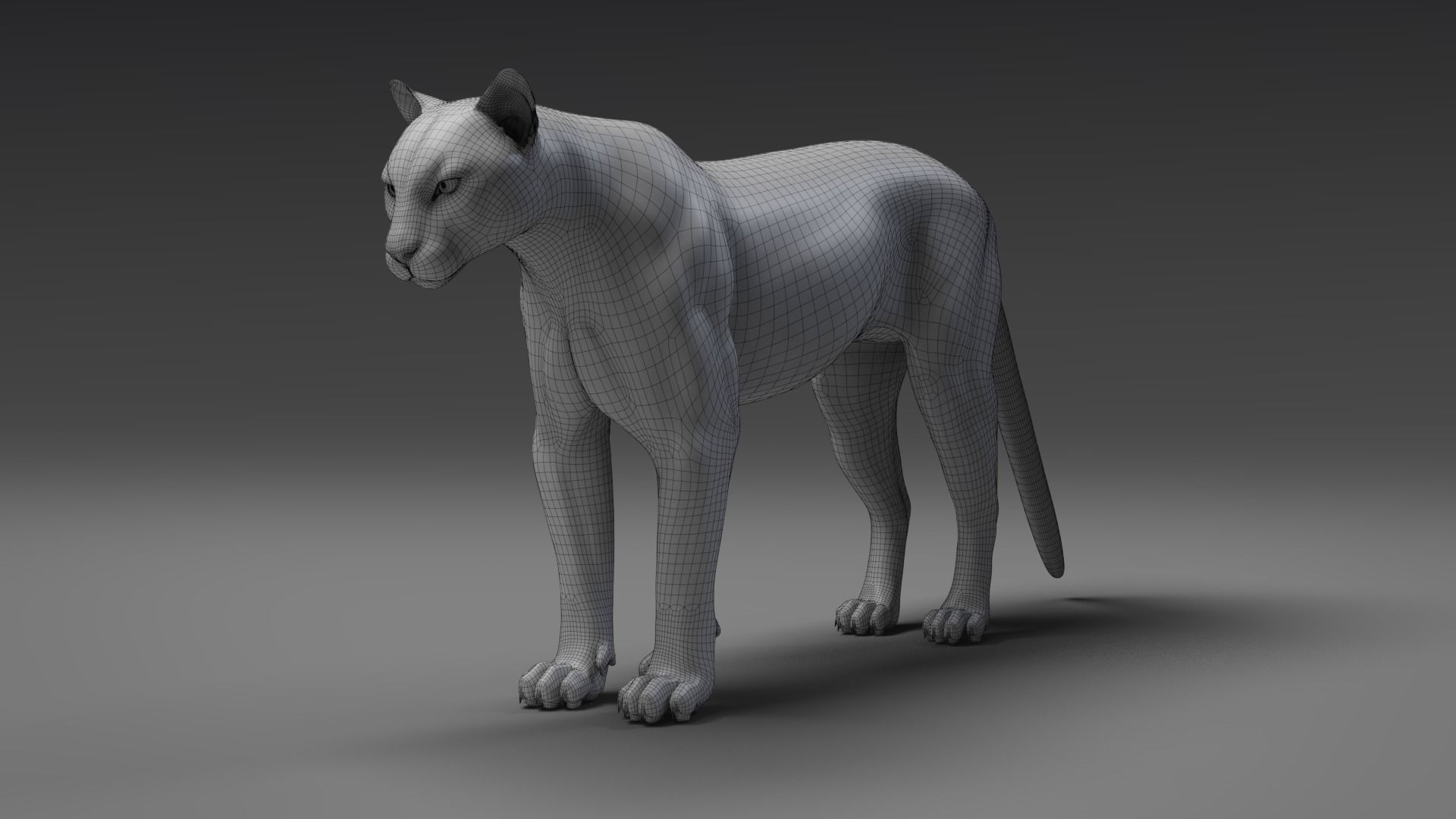 Puma Animated 3D model_13