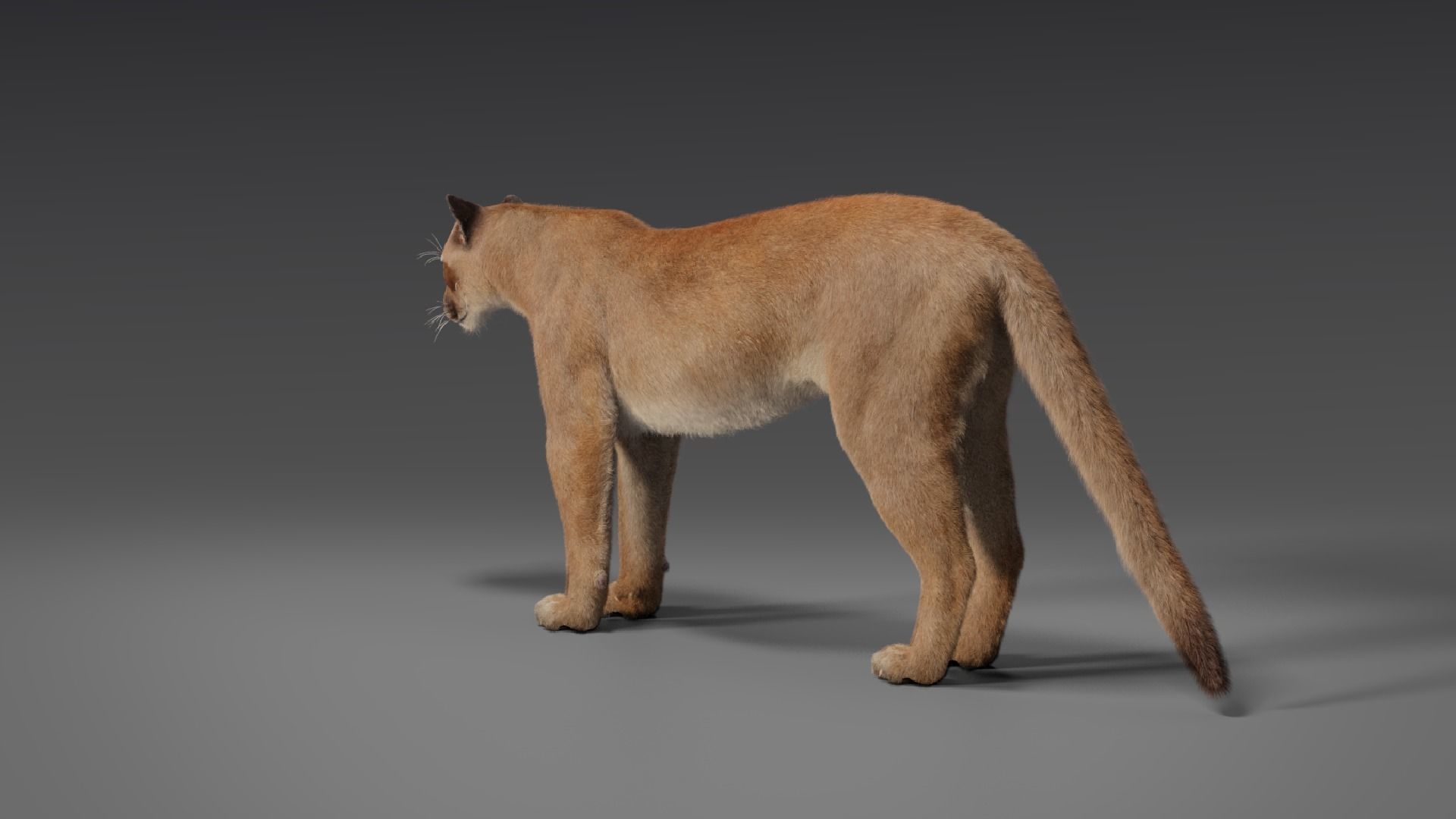 Puma Animated 3D model_9