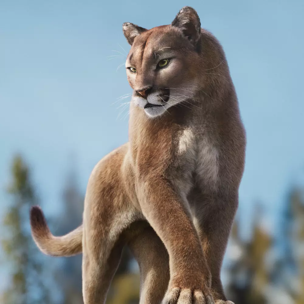 Puma Animated 3D model_0