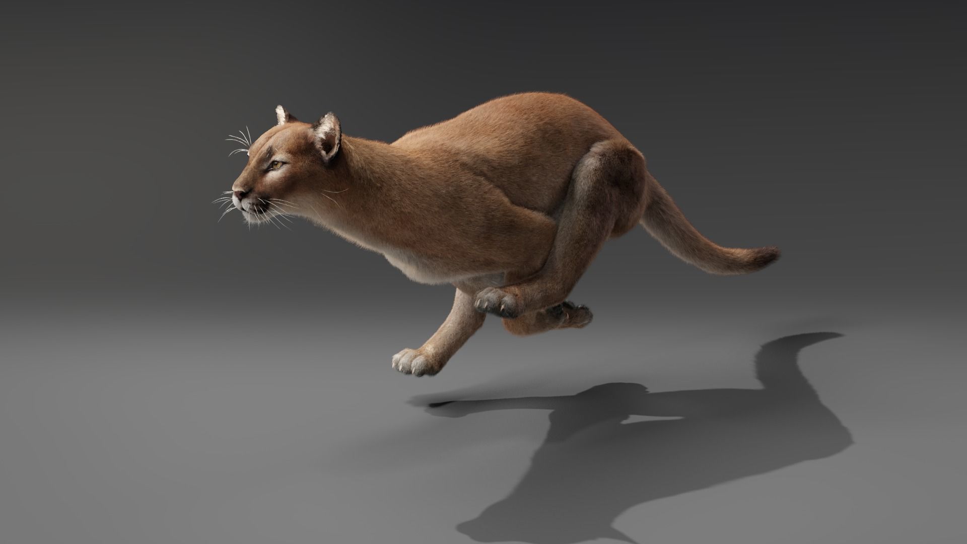 Puma Animated 3D model_10