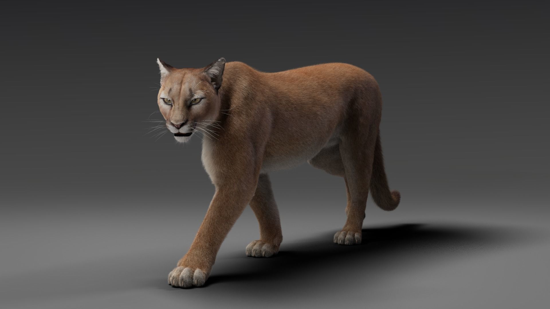 Puma Animated 3D model_7