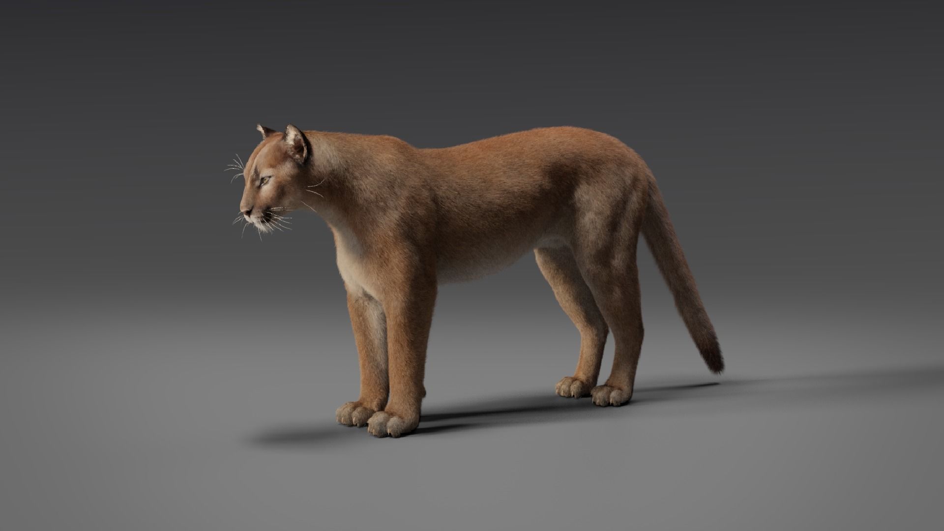Puma Animated 3D model_8
