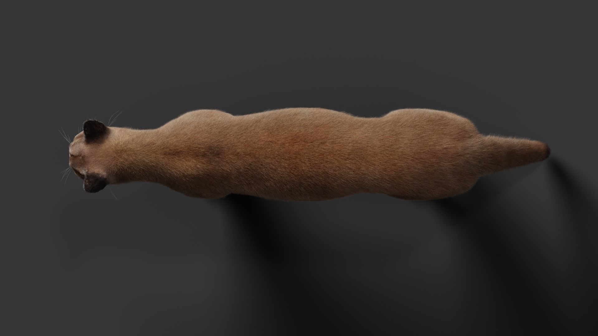 Puma Animated 3D model_12