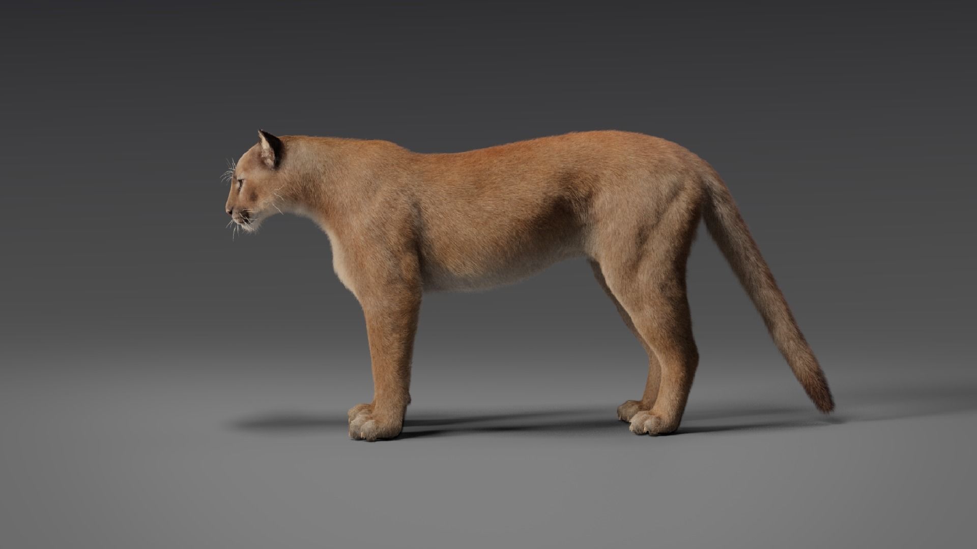 Puma Animated 3D model_11
