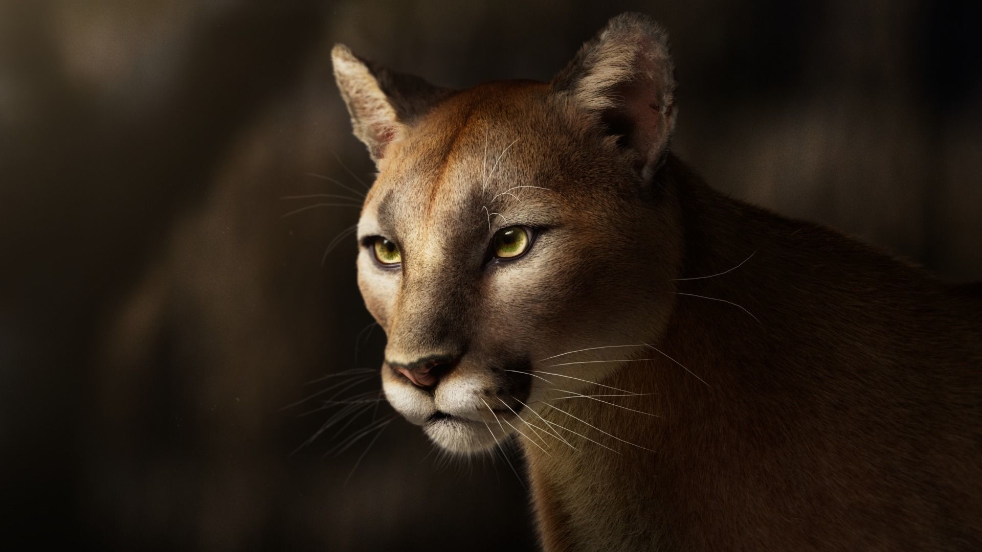 Puma Animated 3D model_5