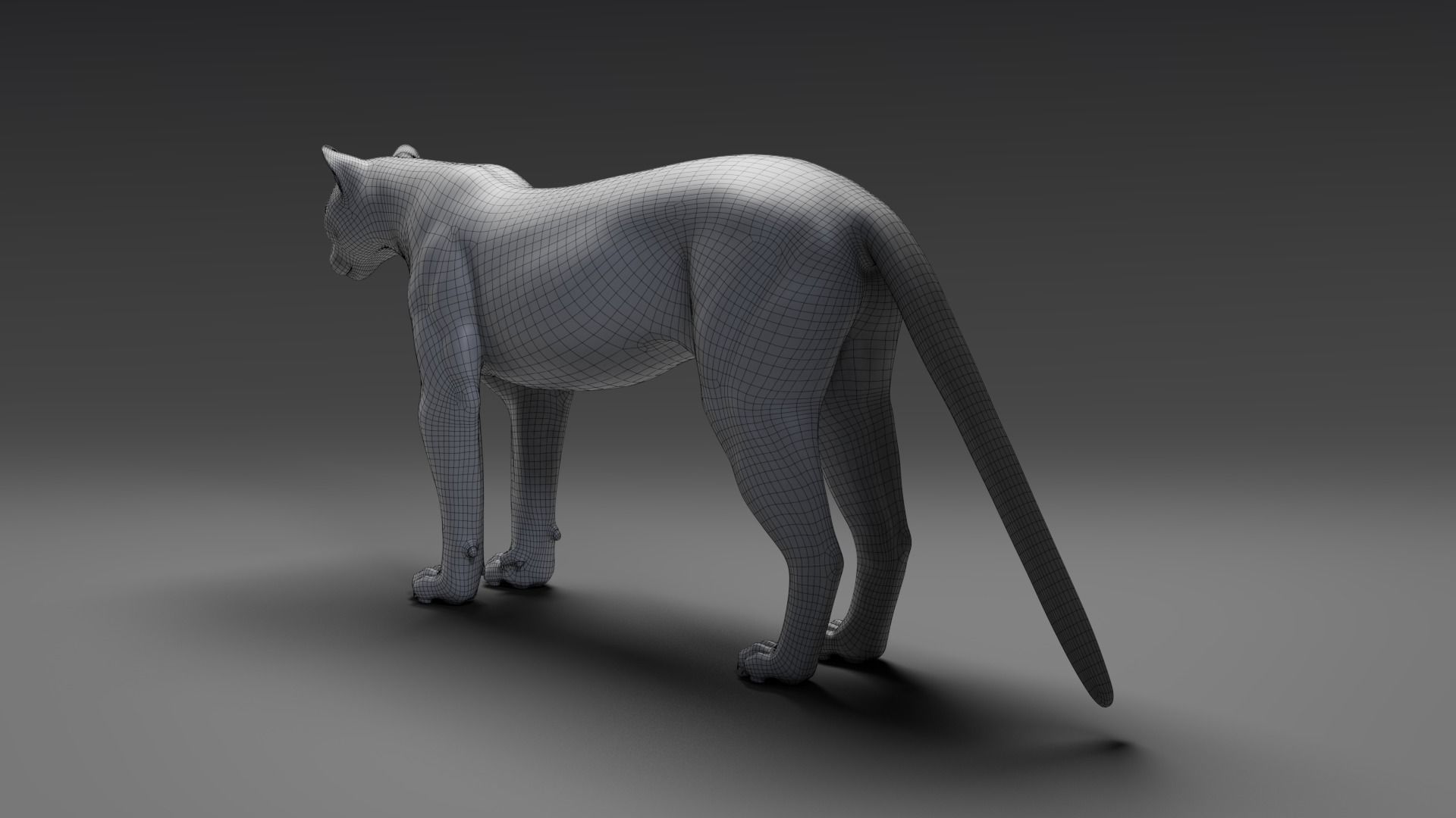 Puma Animated 3D model_15
