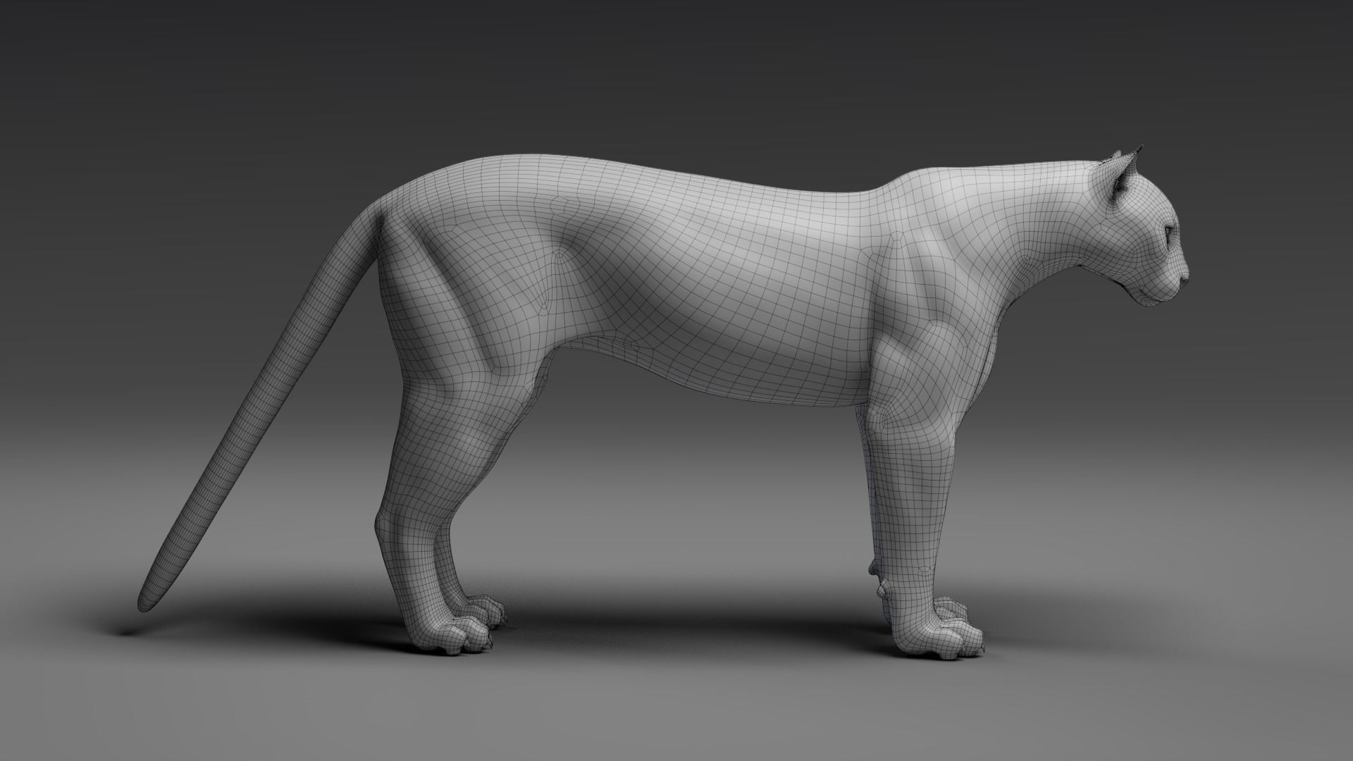 Puma Animated 3D model_14