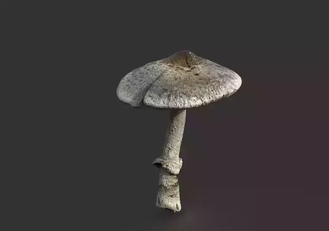 MUSHROOM 3 Low-poly 3D model
