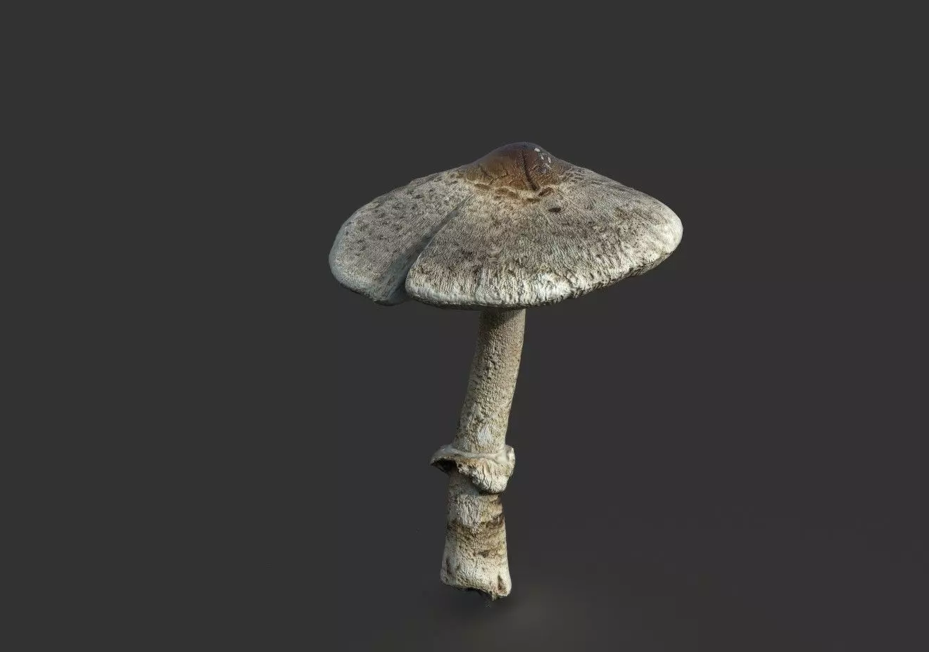 MUSHROOM 3 Low-poly 3D model_0