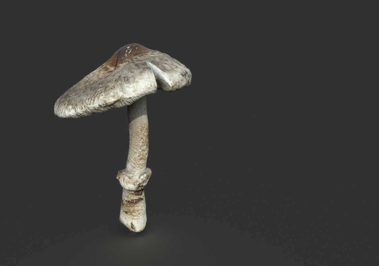 MUSHROOM 3 Low-poly 3D model_3
