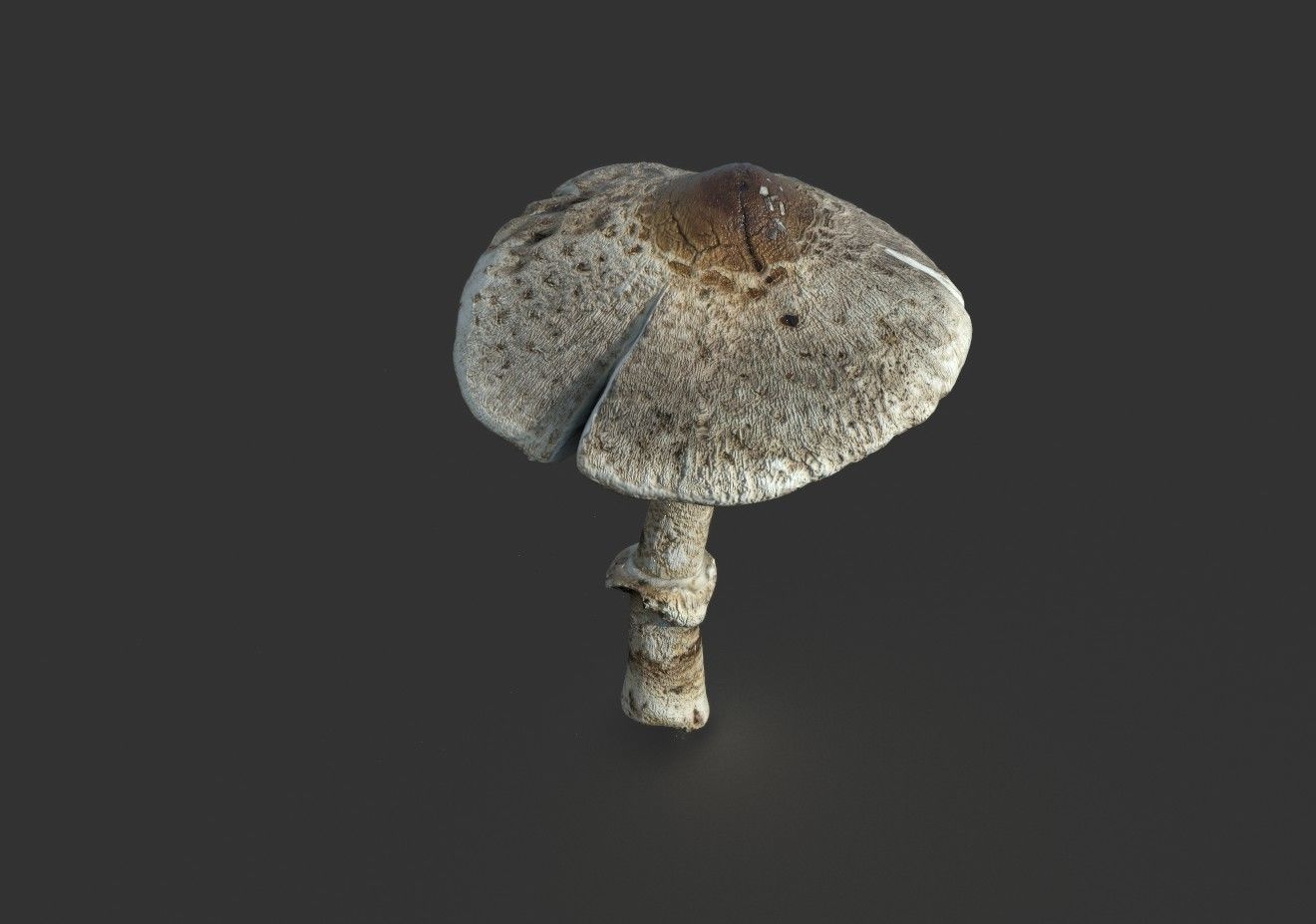 MUSHROOM 3 Low-poly 3D model_4