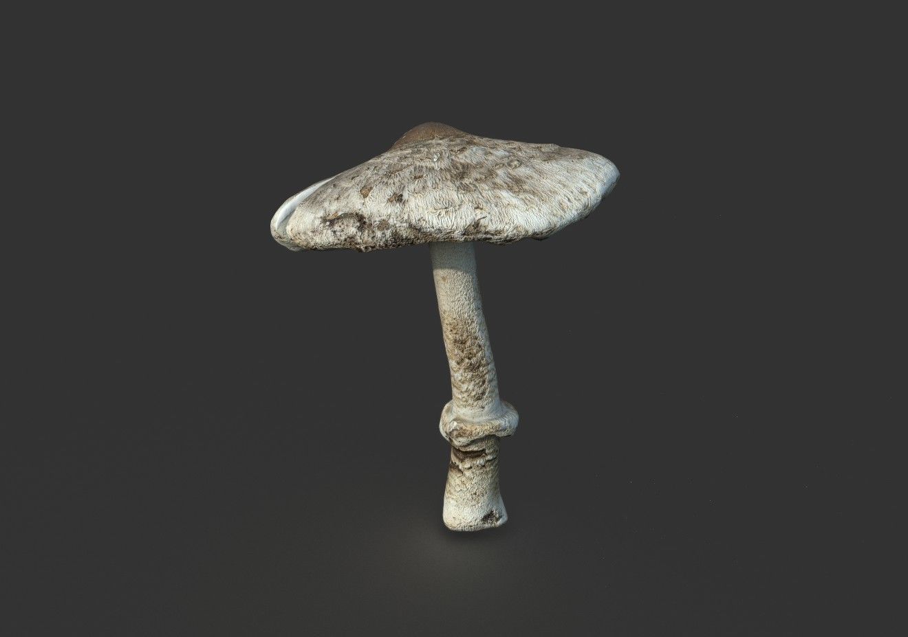 MUSHROOM 3 Low-poly 3D model_2