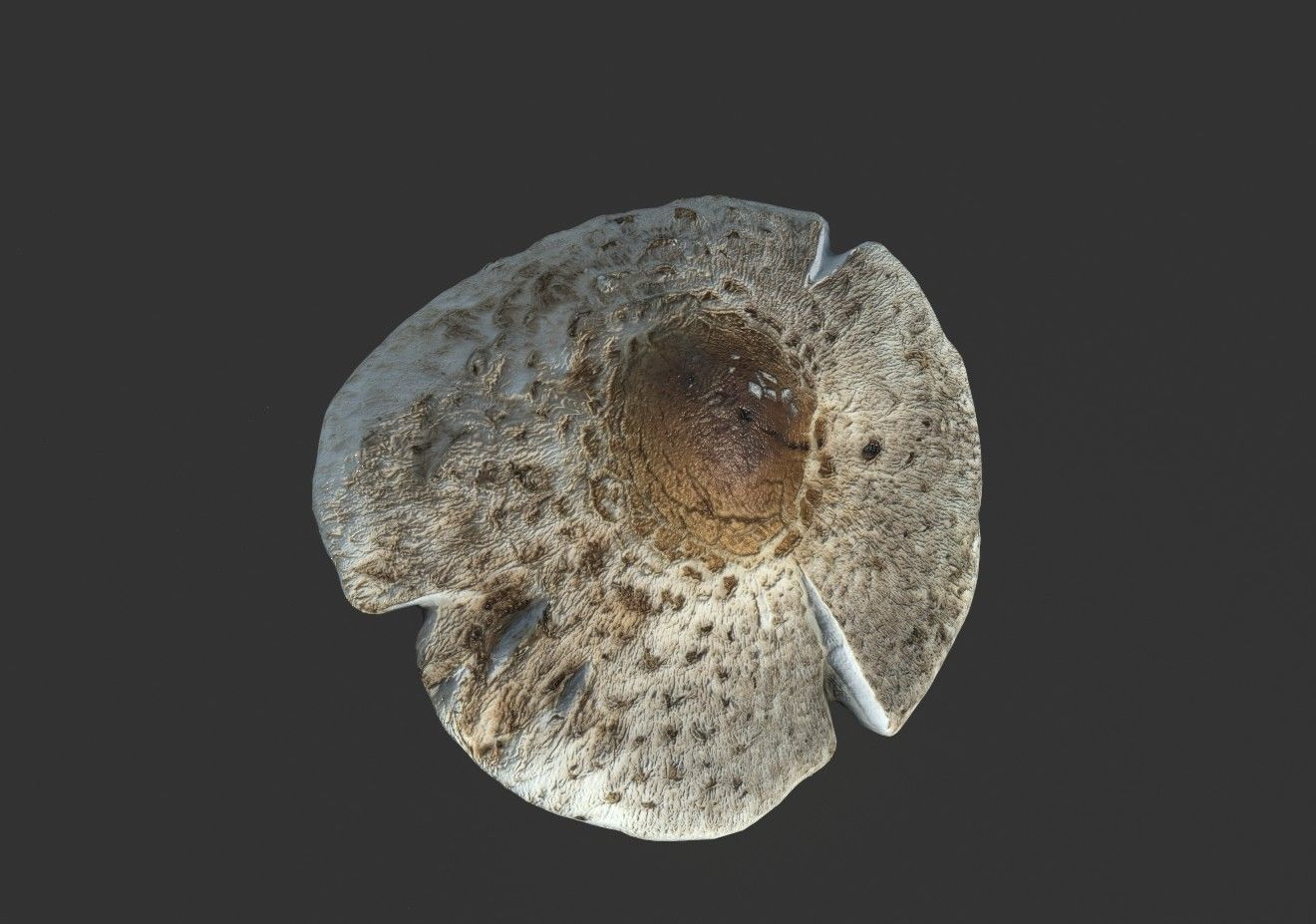 MUSHROOM 3 Low-poly 3D model_1