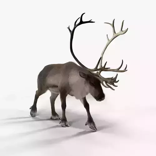 ReinDeer Male Animated 3D model
