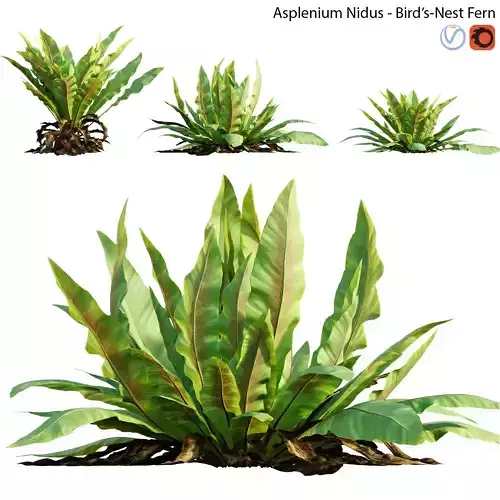 Asplenium nidus- Birds Nest Fern - 02