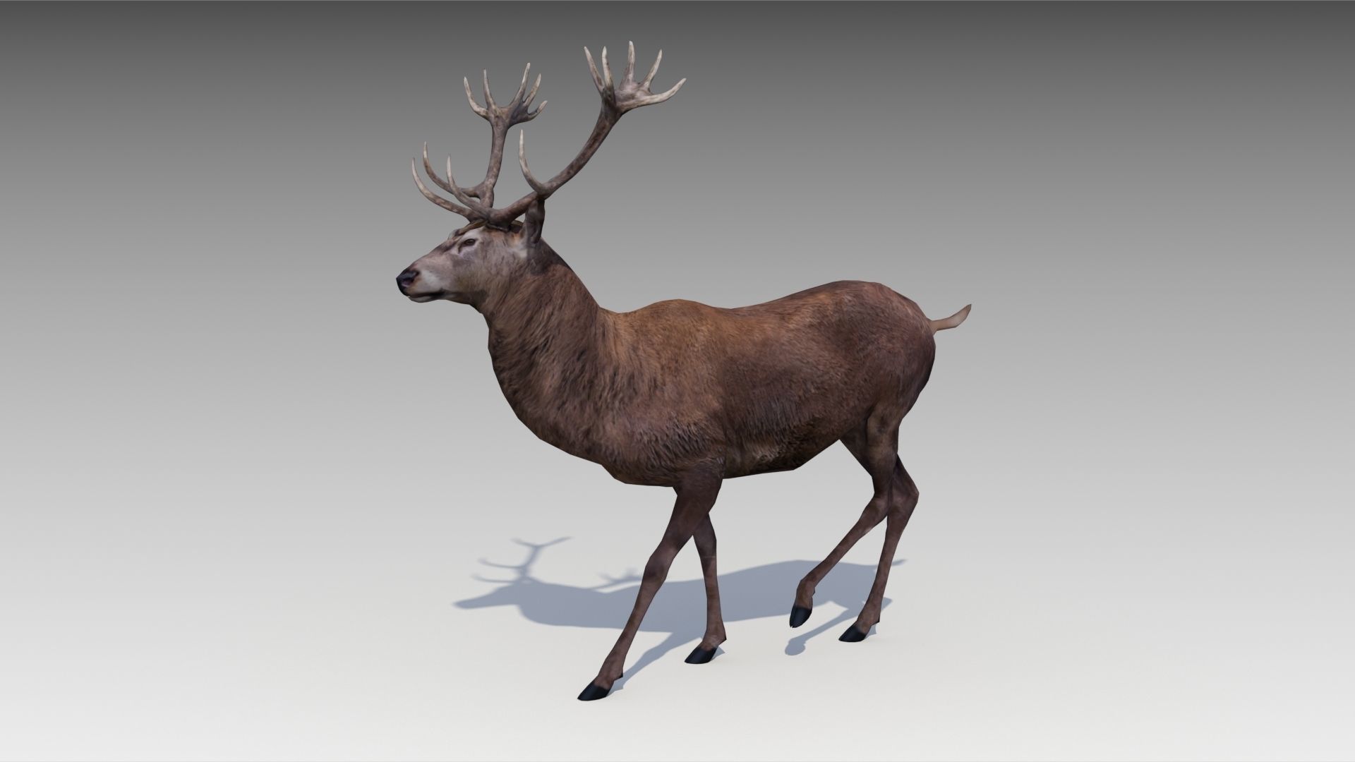 Red deer Low-poly 3D model_8