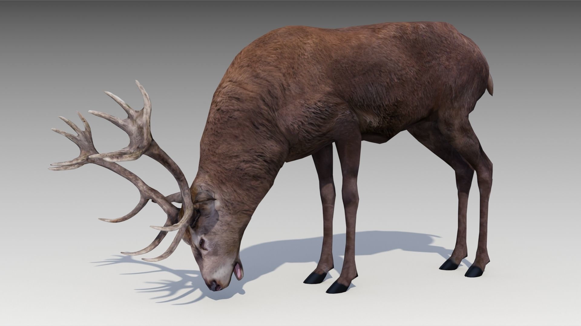 Red deer Low-poly 3D model_4