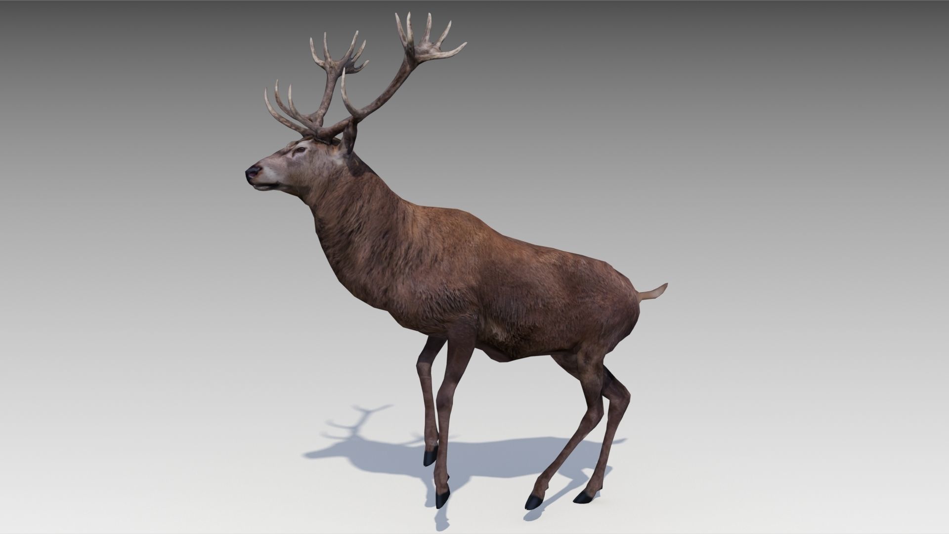 Red deer Low-poly 3D model_9