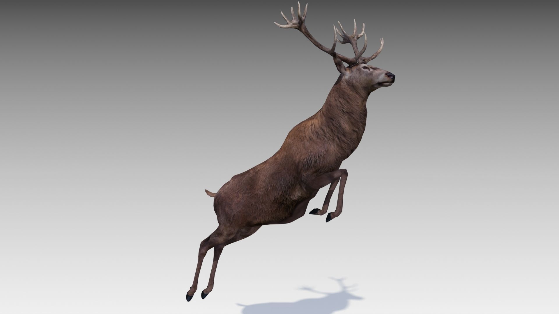Red deer Low-poly 3D model_7