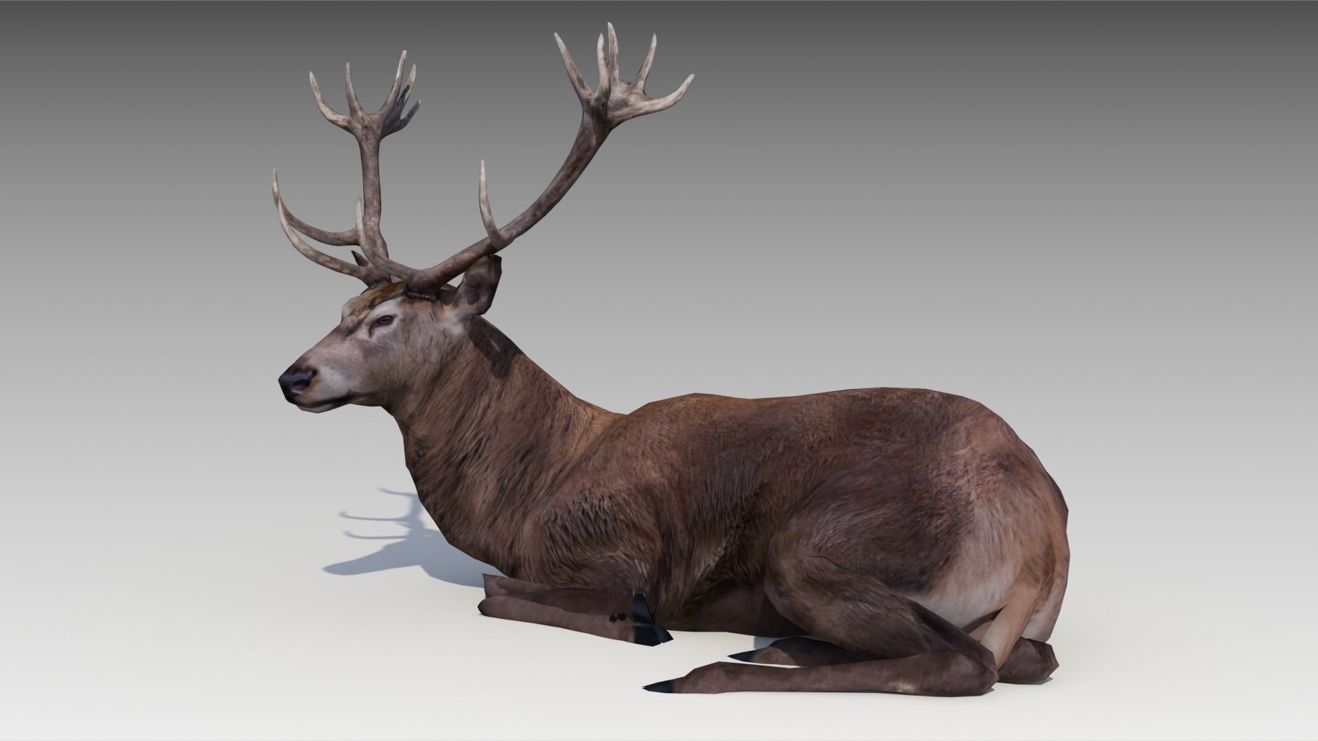Red deer Low-poly 3D model_5