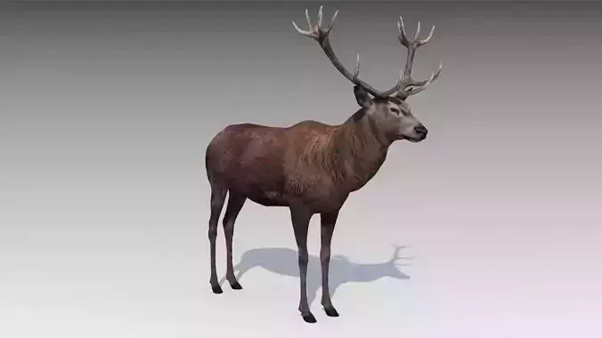 Red deer Low-poly 3D model