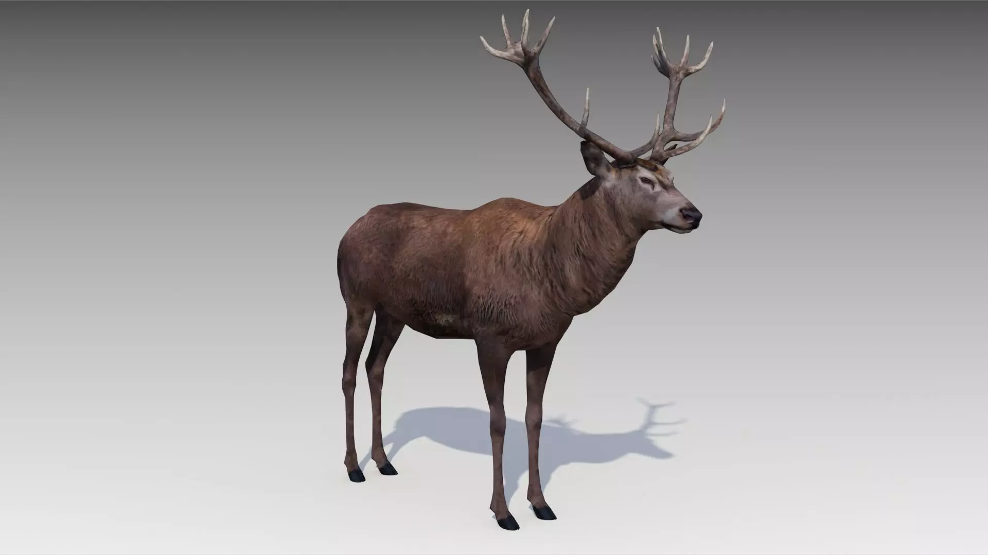 Red deer Low-poly 3D model_0